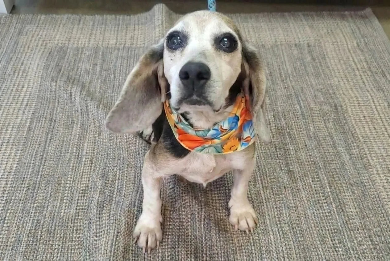 A beagle in a colorful bandana sitting on an autumn-themed blanket