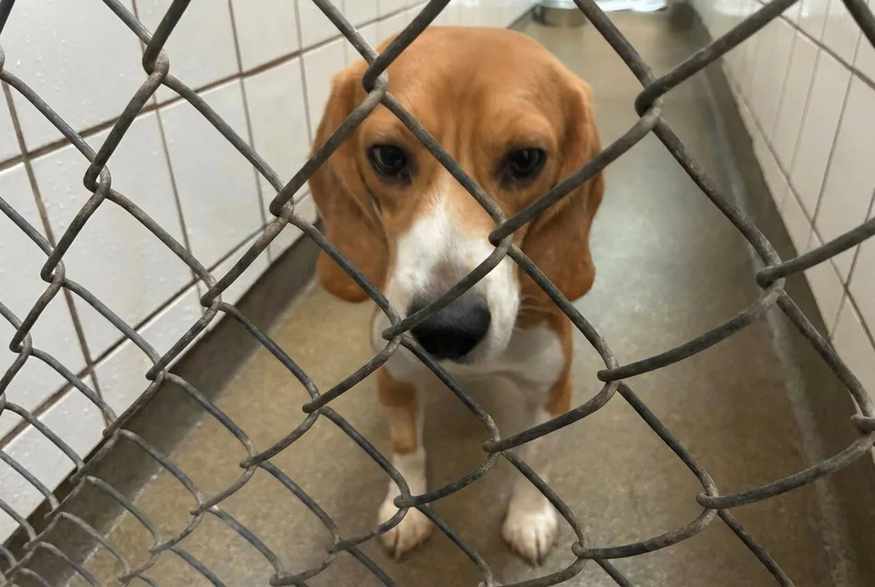 A rescue beagle looking out through a kennel fence