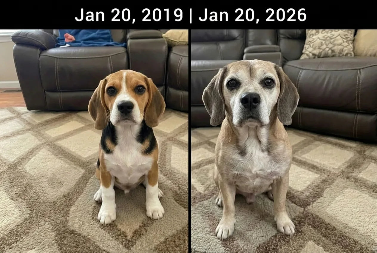 The same beagle photographed seven years apart — young, then gray-muzzled with age